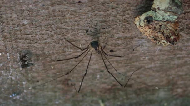 Опилионы Раскачивающиеся Ветру Opiliones Ранее Phalangida Орден Паукообразных Известных Комбайны — стоковое видео