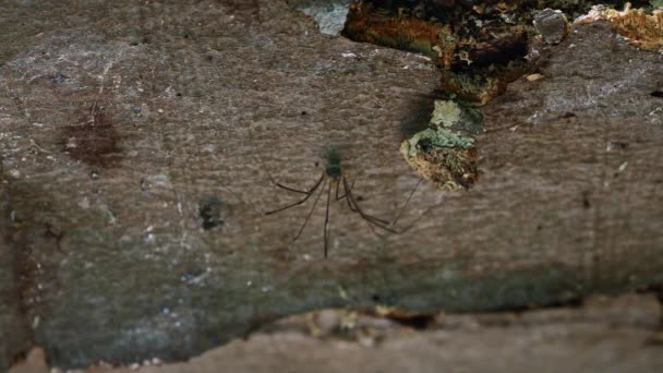 Opiliones Formerly Phalangida Order Arachnids Colloquially Known Harvestmen Harvesters Daddy — Wideo stockowe