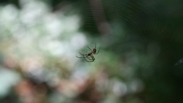 Small Spider Center Spider Silk Sways Wind Eats Midge Shooting — Vídeos de Stock