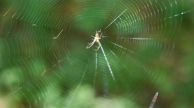 Small light spider with long legs in the center of the spider silk sways in the wind. Shooting macro.
