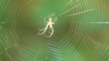 Small light spider with long legs in the center of the spider silk sways in the wind. Shooting macro.