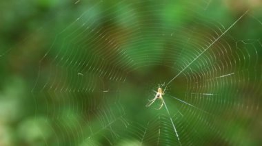 Small light spider with long legs in the center of the spider silk sways in the wind. Shooting macro.