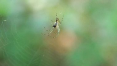 Small light spider with long legs in the center of the spider silk sways in the wind. Shooting macro.
