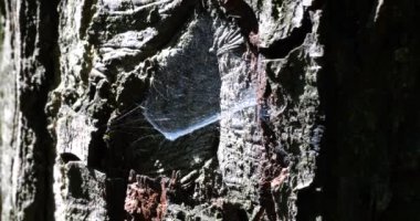 Well-lit by the sun, a dense spider silk on a tree trunk.