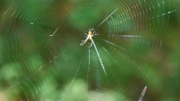 Small Light Spider Long Legs Center Spider Silk Sways Wind — Stockvideo