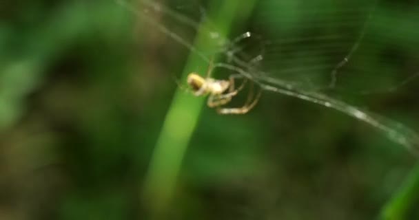 Little Spider Running Spider Silk Shooting Macro — Stockvideo