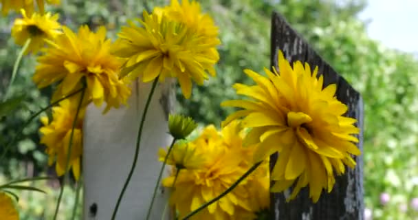 Rudbeckia Laciniata Cutleaf Coneflower Goldquelle Robust Herbaceous Perennial Plant — Vídeo de stock