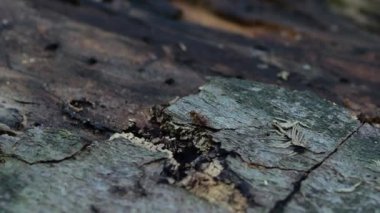 An ant crawls along the trunk of a fallen tree. The texture of the bark close-up.