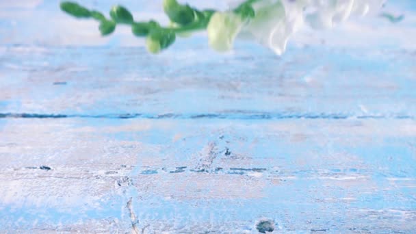Ein Strauß Bunter Drachenblumen Fällt Auf Eine Hellblaue Oberfläche Zeitlupe — Stockvideo
