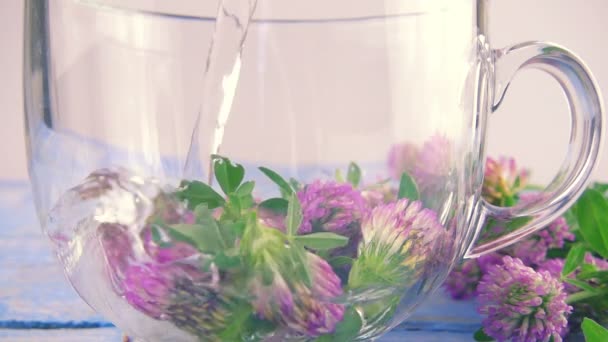 Brewing Tisanes Red Clover Transparent Cup Slow Motion — Stock Video