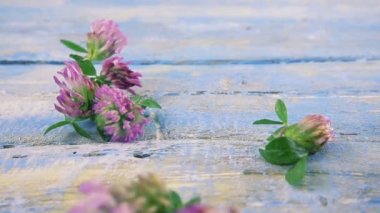 Taze yonca çiçekleri, klasik açık mavi ahşap masa üstüne düşer. Yavaş çekim.