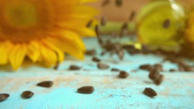 Sunflower, sunflower oil on blue vintage wooden table top and falling sunflower seeds on it. Slow motion.