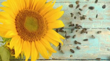 Sunflower disc on blue vintage wooden table top and falling sunflower seeds on it. Slow motion.