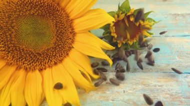 Sunflower disc on blue vintage wooden table top and falling sunflower seeds on it. Slow motion.
