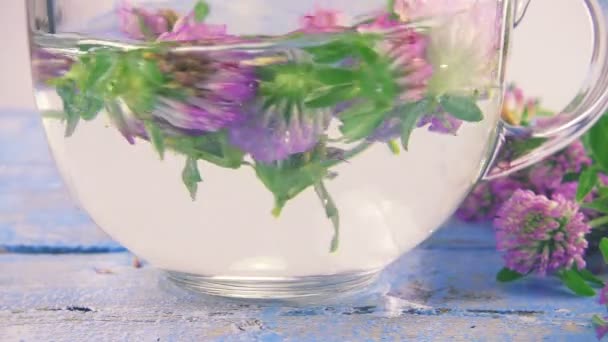 Brewing Tisanes Red Clover Transparent Cup Slow Motion — 图库视频影像