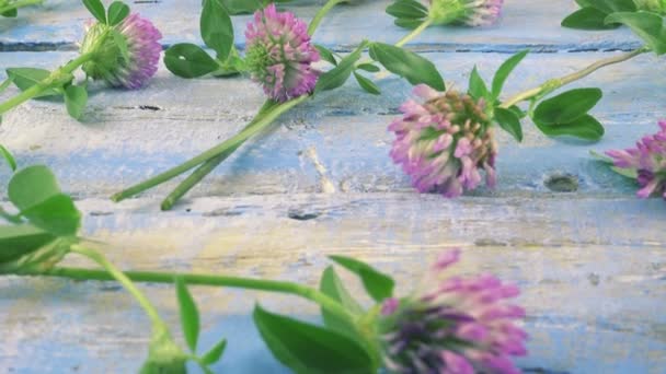 Świeże Kwiaty Koniczyny Vintage Jasnoniebieski Drewniany Blat — Wideo stockowe
