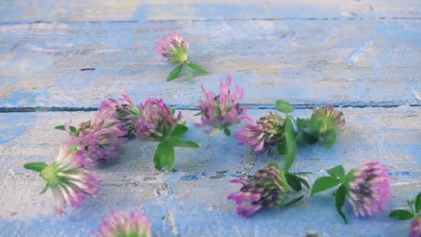Fresh Flowers Clover Drops Vintage Light Blue Wooden Tabletop Slow — Vídeo de stock