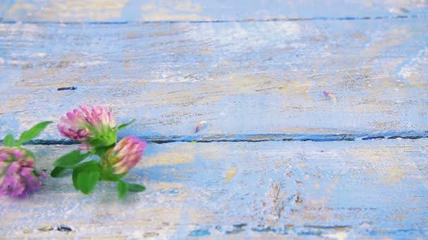 Świeże Kwiaty Koniczyny Krople Vintage Jasnoniebieski Drewniany Blat Zwolniony Ruch — Wideo stockowe