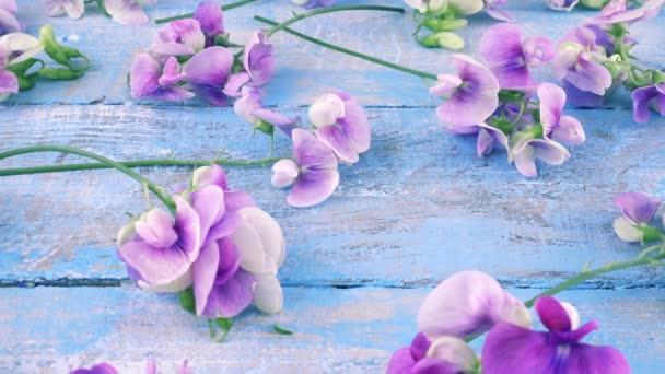 Πολύχρωμα Καλοκαιρινά Λουλούδια Κήπου Λιλά Μπιζέλια Στο Vintage Ξύλινο Γαλάζιο — Αρχείο Βίντεο
