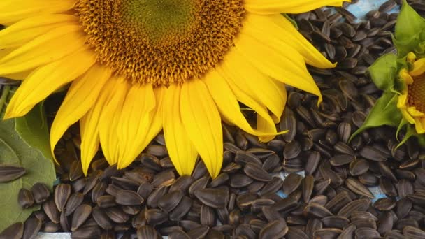 Die Frische Scheibe Einer Sonnenblume Auf Sonnenblumenkernen — Stockvideo
