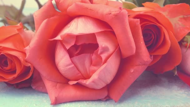 Coral Fresh Roses Flowers Vintage Wooden Light Blue Background — Wideo stockowe