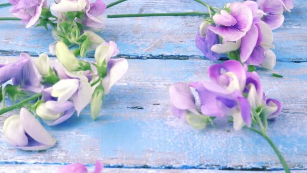 정원의 Lilac Sweet Pea Vintage Wood Light Light Blue Background — 비디오