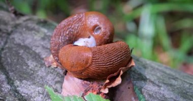 Red slug or Arion rufus in the summer forest. The process of reproduction. Shooting macro.