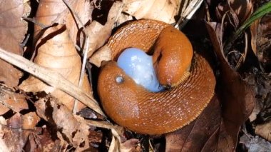 Red slug or Arion rufus in the summer forest. The process of reproduction. Shooting macro.