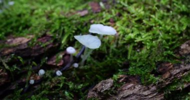 Mushrooms Delicatula on the trunk of an old tree in moss. Shooting in the forest in summer.