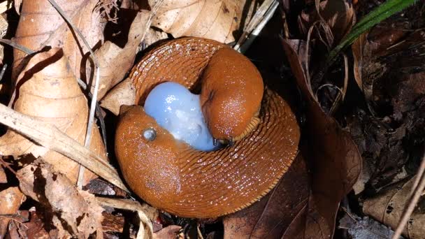 Red Slug Arion Rufus Summer Forest Process Reproduction Shooting Macro — Vídeo de Stock