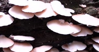 Oyster mushrooms or Pleurotus ostreatus on the trunk of an old tree in moss. Shooting in the forest in summer.