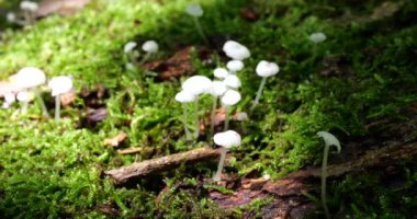 Mushrooms Delicatula on the trunk of an old tree in moss. Shooting in the forest in summer.