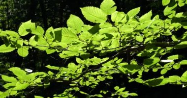 Tree leaves in the sun in the summer forest.