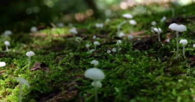 Mushrooms Delicatula on the trunk of an old tree in moss. Shooting in the forest in summer.