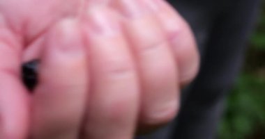 Forest blackberry on a woman hand in the forest in summer.