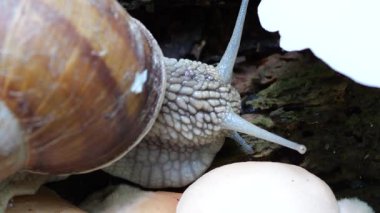 Snail and Oyster mushrooms or Pleurotus ostreatus on the trunk of an old tree in moss. Shooting in the forest in summer.