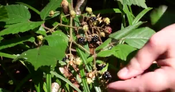 Picking Wild Blackberries Shooting Summer Forest — Stockvideo