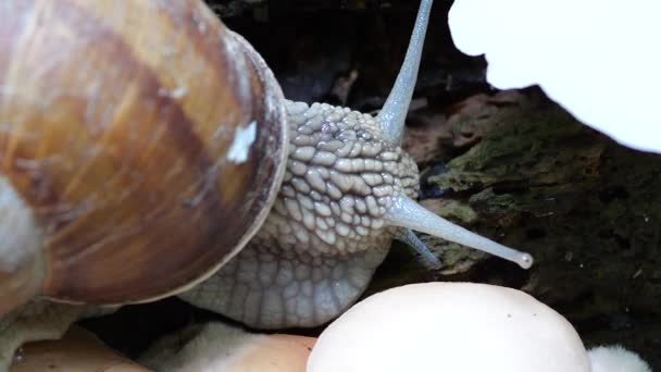 Snail Oyster Mushrooms Pleurotus Ostreatus Trunk Old Tree Moss Shooting — Stock videók