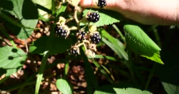 Picking Wild Blackberries Shooting Summer Forest — Stok video