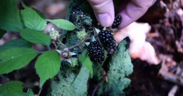 Picking Wild Blackberries Shooting Summer Forest — 비디오