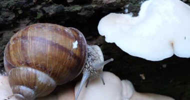 Snail and Oyster mushrooms or Pleurotus ostreatus on the trunk of an old tree in moss. Shooting in the forest in summer.