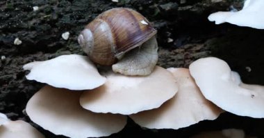 Snail and Oyster mushrooms or Pleurotus ostreatus on the trunk of an old tree in moss. Shooting in the forest in summer.