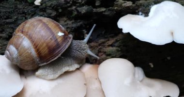 Snail and Oyster mushrooms or Pleurotus ostreatus on the trunk of an old tree in moss. Shooting in the forest in summer.