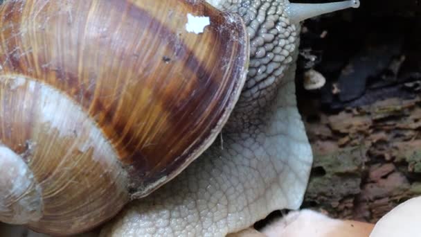 Snail Oyster Mushrooms Pleurotus Ostreatus Trunk Old Tree Moss Shooting — Video