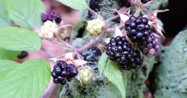 Blackberry Berries Shooting Summer Forest — Stockvideo
