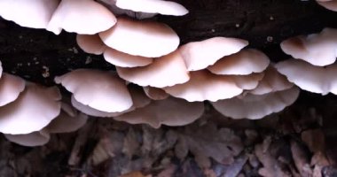Oyster mushrooms or Pleurotus ostreatus on the trunk of an old tree in moss. Shooting in the forest in summer.