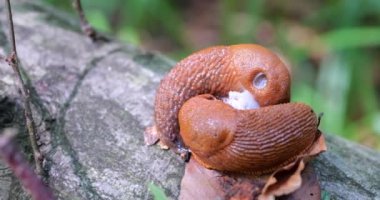 Red slug or Arion rufus in the summer forest. The process of reproduction. Shooting macro.
