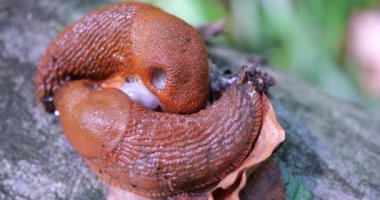 Red slug or Arion rufus in the summer forest. The process of reproduction. Shooting macro.