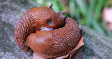 Red slug or Arion rufus in the summer forest. The process of reproduction. Shooting macro.