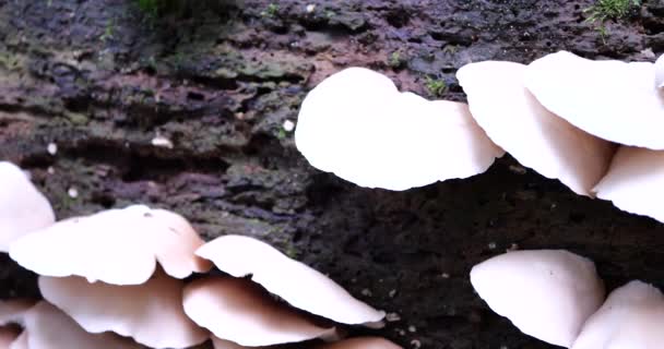Oyster Mushrooms Pleurotus Ostreatus Trunk Old Tree Moss Shooting Forest — Video